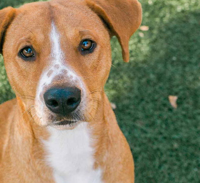 Client Feature: Humane Society Naples | RGB Internet Systems